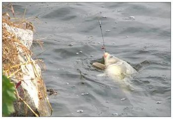 黑坑遇到淤泥酱层怎么办？不要急老钓友教你怎么解决它