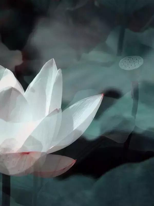 七情六欲是哪七情哪六欲指的是什么,七情六欲是哪七情哪六欲具体解释