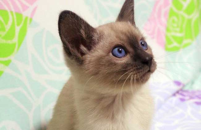 每日一猫(第七篇)暹罗猫