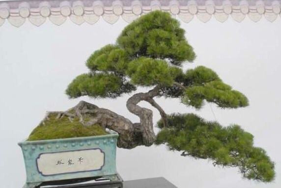 高山流水式松树盆景,亭亭山上松瑟瑟谷中风对比