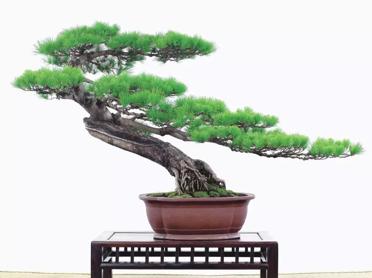 高山流水式松树盆景,亭亭山上松瑟瑟谷中风对比