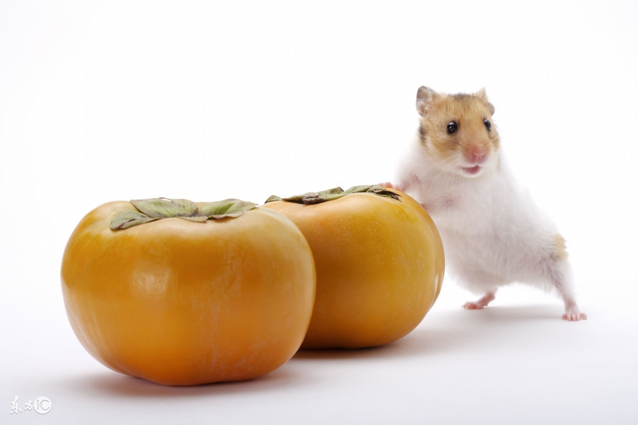 宠物仓鼠视频集,仓鼠宠物的视频