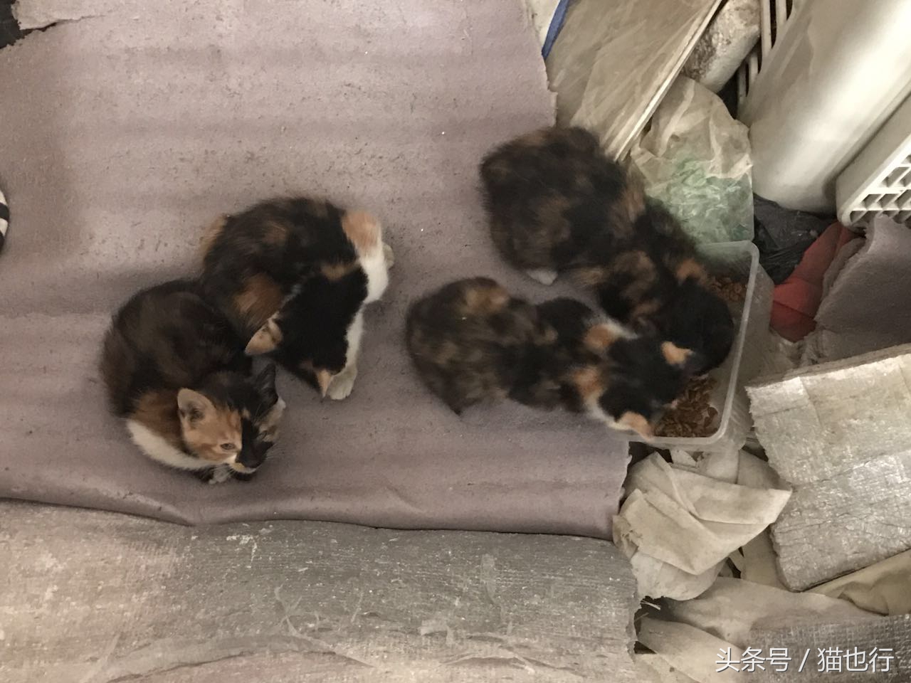 捡的小流浪猫容易养活吗,捡一只流浪猫大概要花多少钱