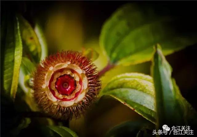 暴牙郎的药用,暴牙郎的神奇功效