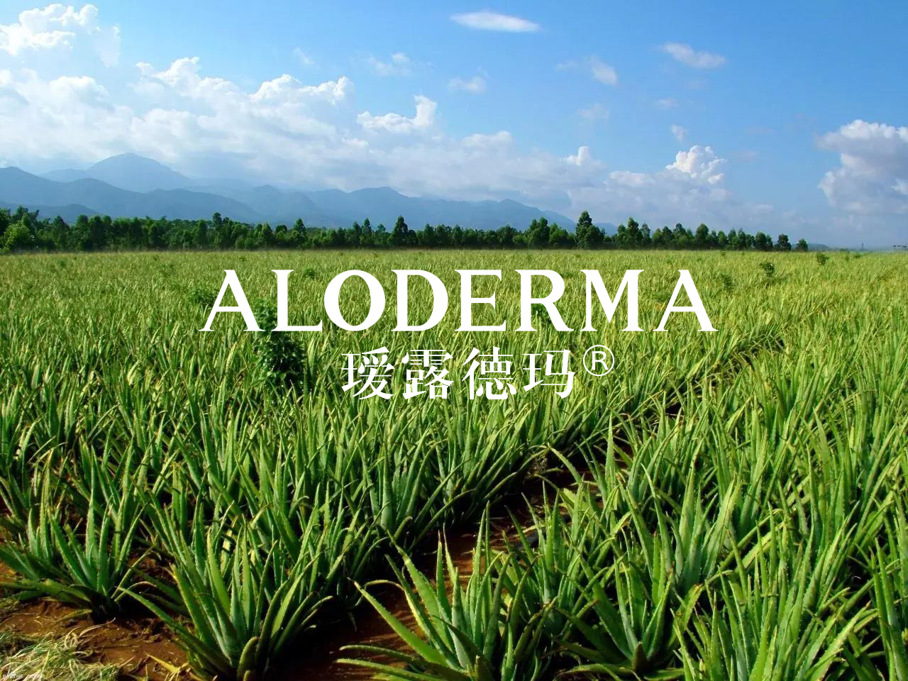 瑷露德玛，品牌根植大地更有生命力