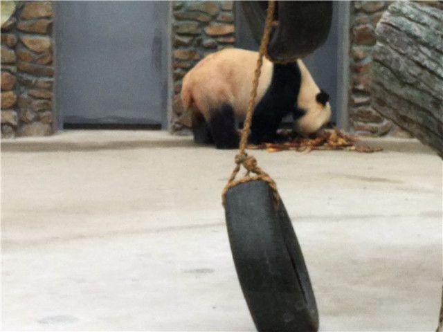 近期神农架自驾游攻略,2020年6月神农架大九湖自驾游攻略