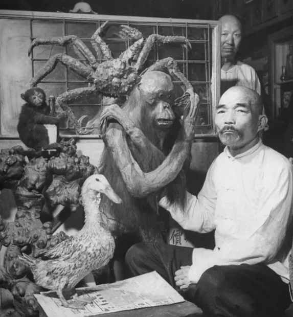 民国时期中药店，敢养这个动物，药店老板胆子太大了！