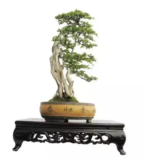 北方室外过冬的盆景对节白蜡盆景,小叶女贞和对节白蜡哪个适合盆景