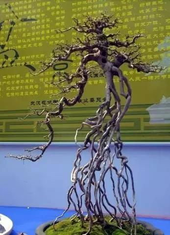 北方室外过冬的盆景对节白蜡盆景,小叶女贞和对节白蜡哪个适合盆景