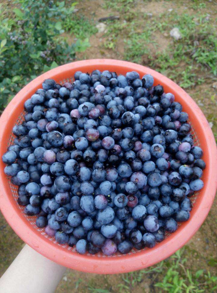 孩子喜欢酸酸甜甜的诱惑，对视力非常好的利智蓝莓