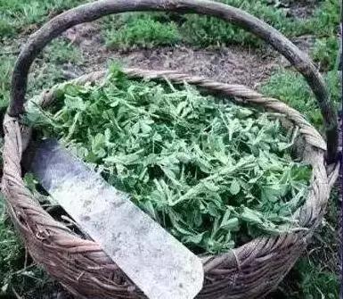 甘肃苜蓿疙瘩做法,正宗甘肃苜蓿浆水制作方法