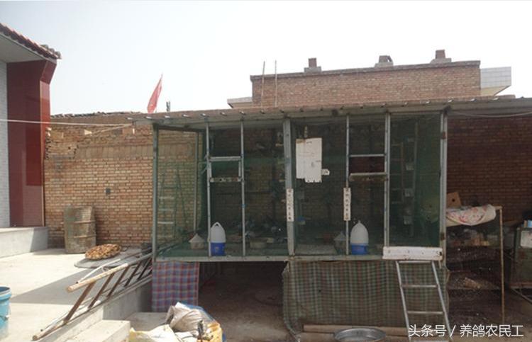 养鸽农民工探访资深鸽友，毫无保留的倾囊相授信鸽可以这样玩！