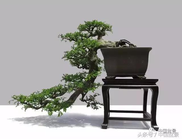 盆景的意境之美,优雅的盆景