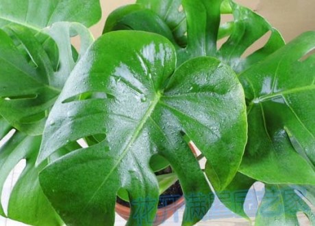 天然氧吧清道夫，抗癌，我有个大胆的想法