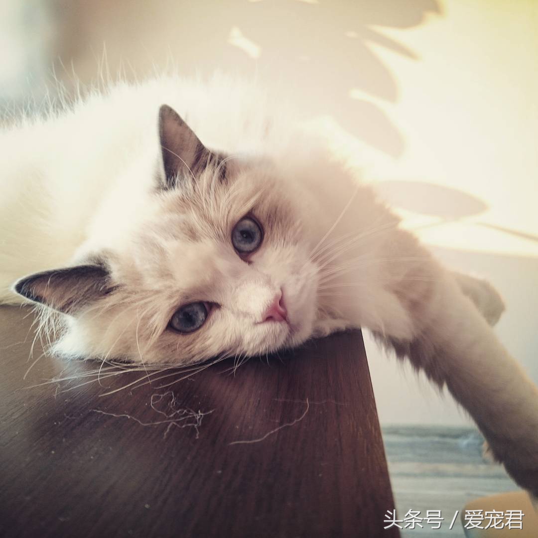 郁闷猫咪,猫咪为什么总爱抓猫抓板