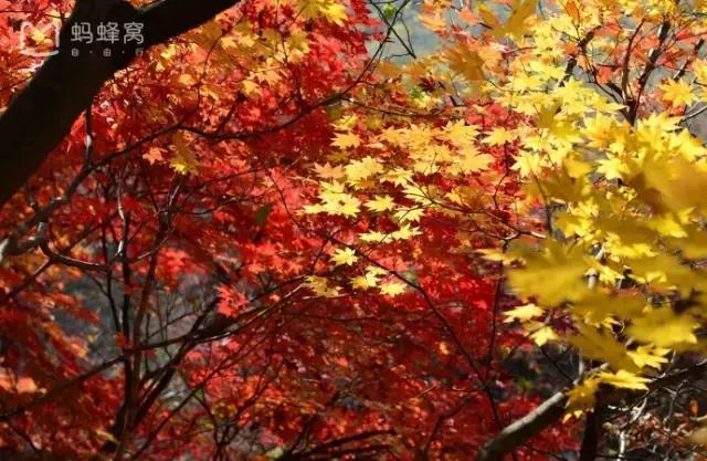 川西最美秋景,四川最美秋景