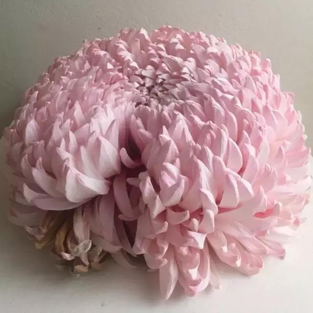 会枯萎腐烂的仿真花,会枯萎的花有什么