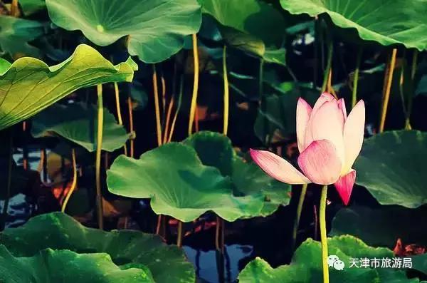 推荐｜看了这些全运场馆，他们都说想来天津走一走！