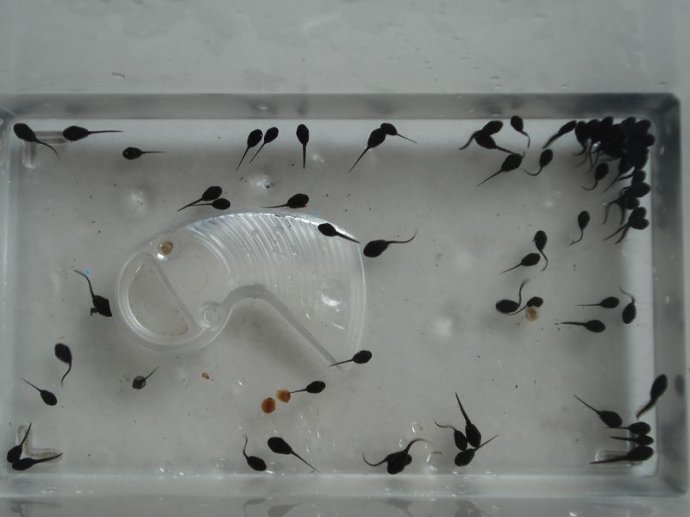 蝌蚪和鱼的寓言故事,小蝌蚪和小青蛙小故事