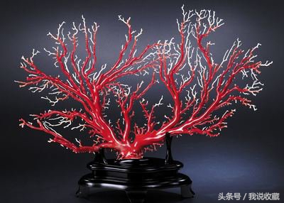 珊瑚珠子50万左右,红珊瑚一百多万的