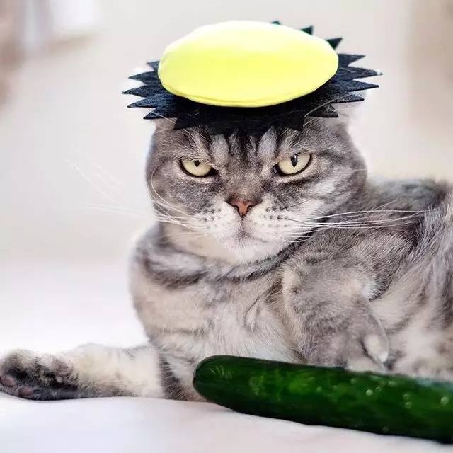 怎样亲近喵星人教你5个实用贴士,喵星人独门秘籍