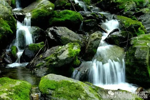 探秘黑河森林公园,黑河森林公园野生动物