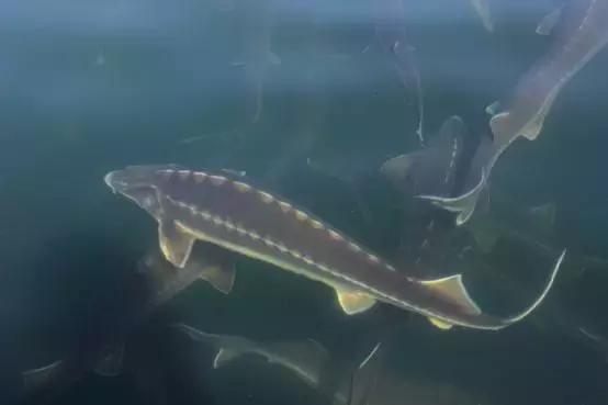 鲟鱼有没有鱼子酱,鲟鱼卵鱼子酱