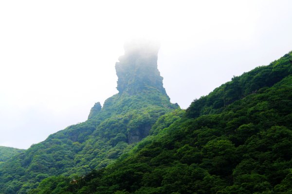 天天有人去山上采蘑菇,每天来观看的游客上万人