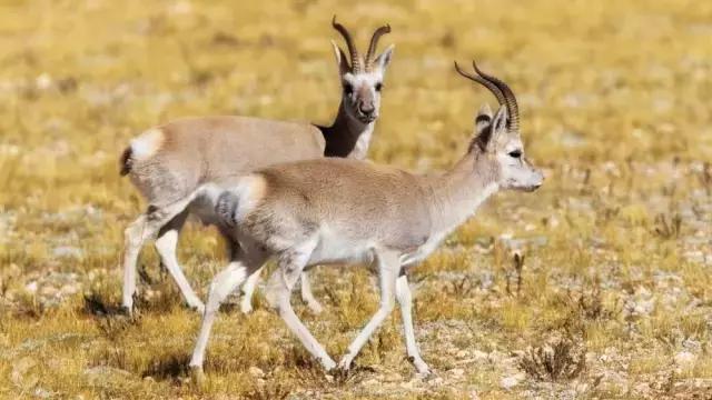 川西最美秋景,四川最美秋景