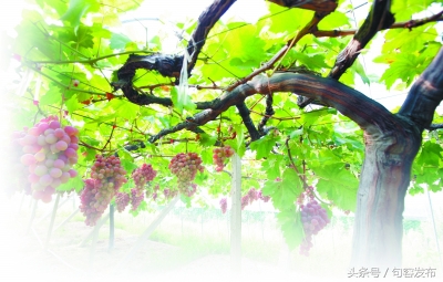 中国句容第十届丁庄葡萄节,中国江苏句容第十届丁庄葡萄节