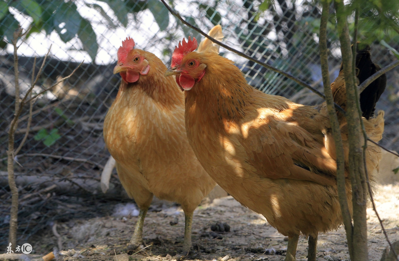93年属鸡同69年属鸡做生意如何,属鸡人的后半生尤其是69年