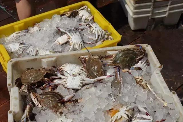 又到吃海鲜的季节咯！一位吕四渔民整理的海鲜大全，保证有你不认识的！