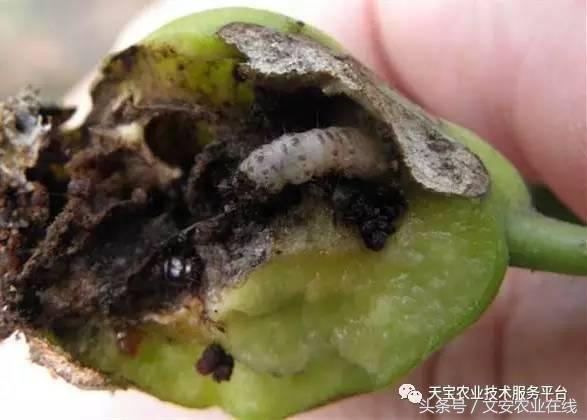 十大类杀虫剂详解不容错过,十大类型杀虫剂