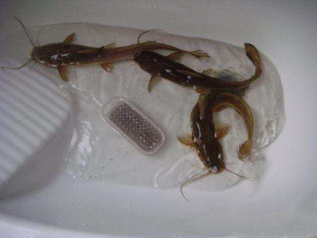 此鱼酷似老鼠，味道毫不逊于“长江三鲜”只是很难钓获