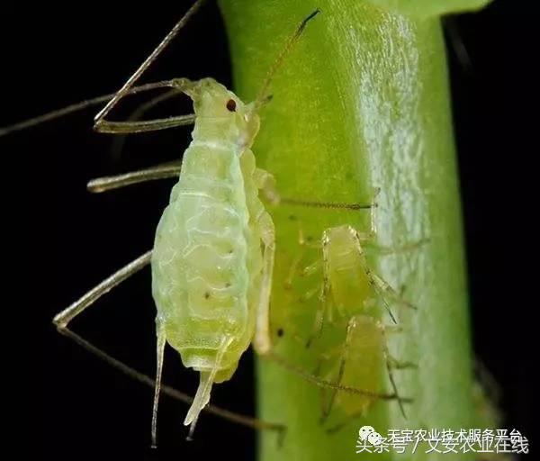 十大杀卵杀虫剂,内吸性杀虫剂十大排行