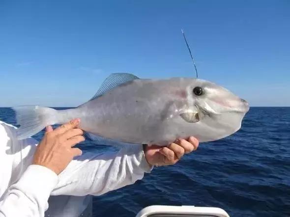 又到吃海鲜的季节咯！一位吕四渔民整理的海鲜大全，保证有你不认识的！