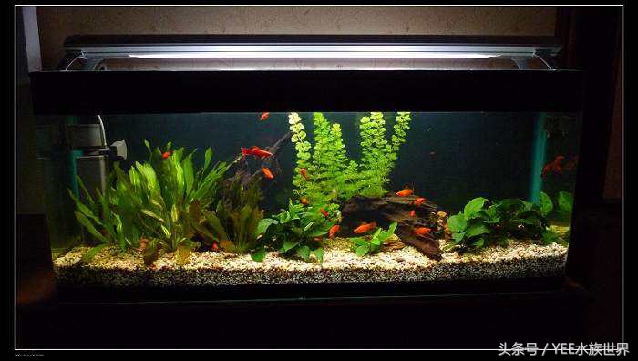 硝化细菌多长时间能让鱼缸变清澈,锦鲤鱼缸水变绿了怎样变清澈