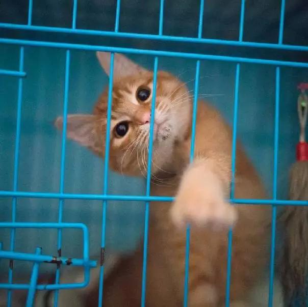 2022上海宠物领养中心官网,上海宠物领养日申请领养概率