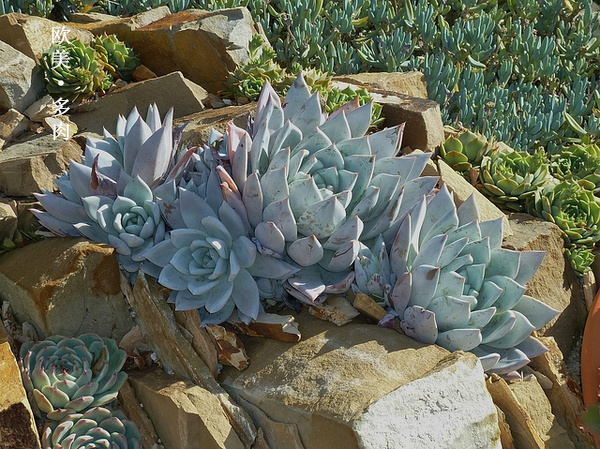 多肉张狂起来,狂野型多肉