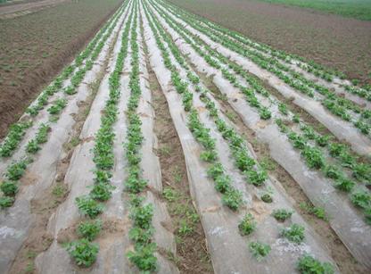 2月份有什么农作物用农膜,农膜对农作物的影响