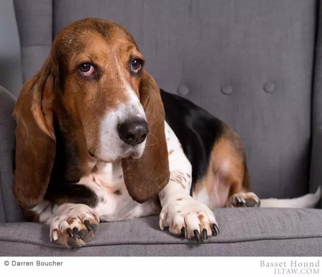 动物世界犬种-巴吉度猎犬