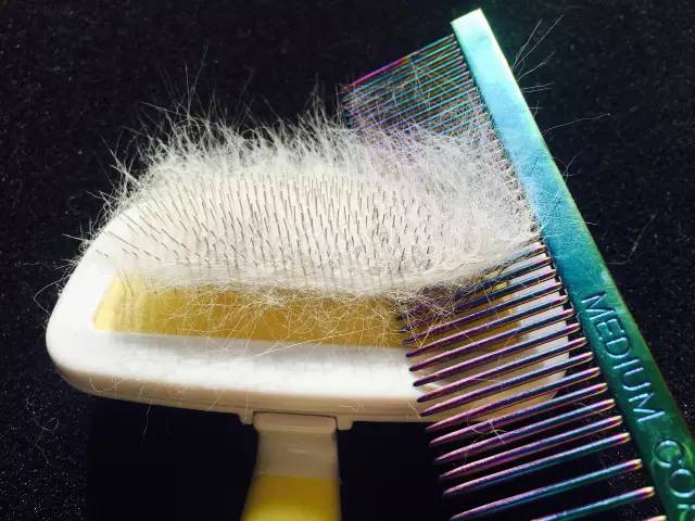 猫毛梳哪种好用,猫毛梳用哪种