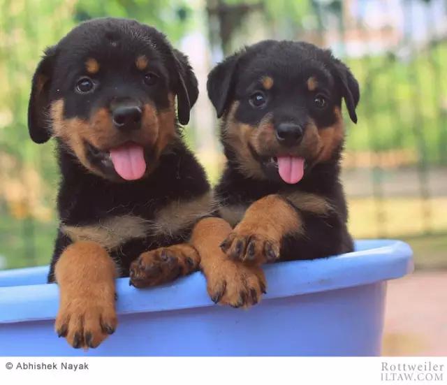 德国犬种罗威纳犬图片,动物世界家禽篇