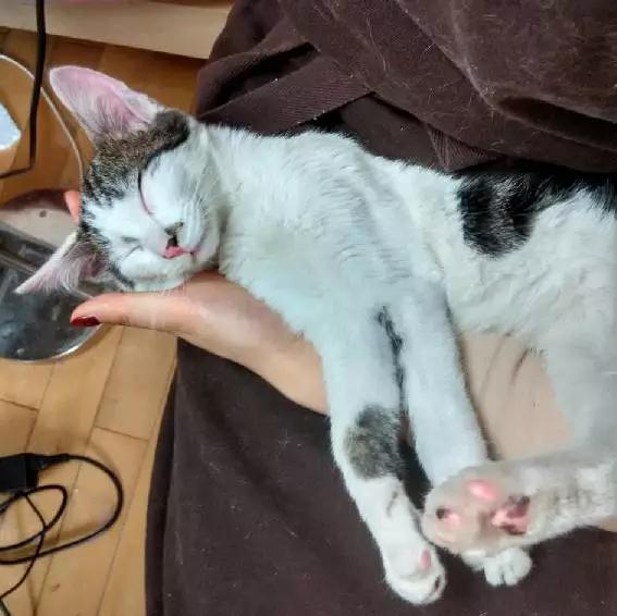 「3月上海领养」给流浪的它们一个温暖的家！