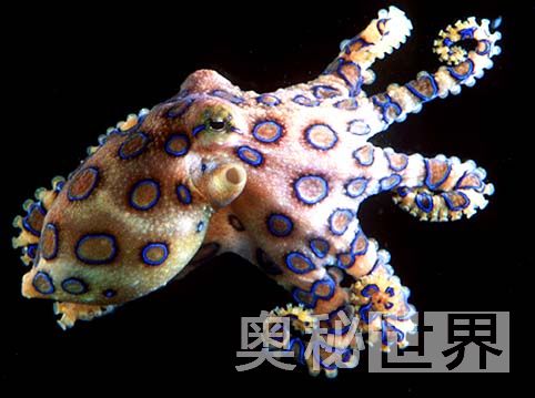 世界上最毒的十种动物排名,世界上的十大毒王