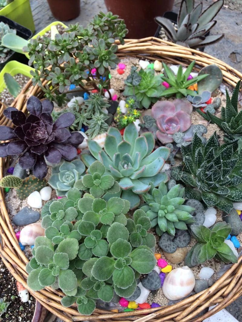 鑺卞尃澶氳倝,鑺卞尃绮惧搧澶氳倝