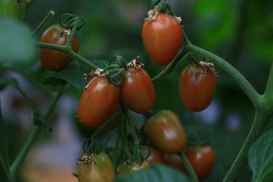 聚焦陕西蓝田泄湖镇,蓝田县洩湖镇发展规划