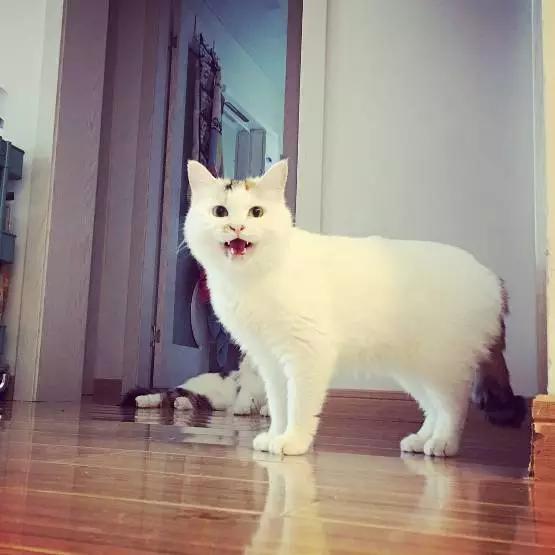 2022上海宠物领养中心官网,上海宠物领养日申请领养概率