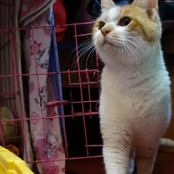 上海猫咪领养虹口,喵小汪宠物领养