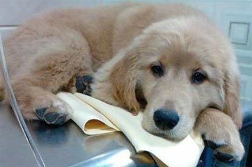 狗狗最开始感染犬瘟热是什么症状,狗狗犬瘟热什么症状要怎么治疗